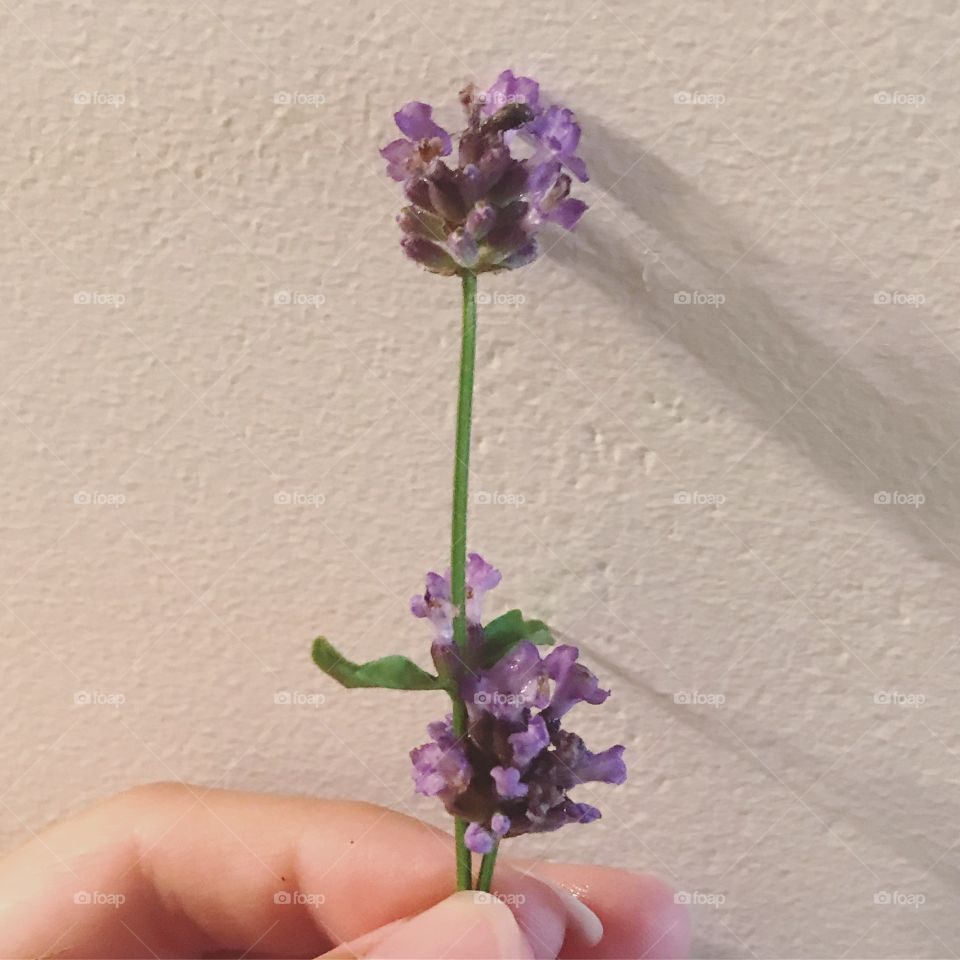 Lavender out of my garden! It bloomed beautifully!!