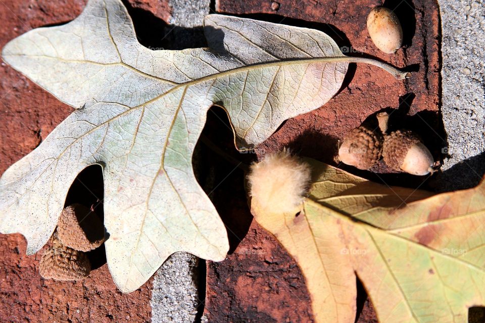 leaves and acorns and something fluffy