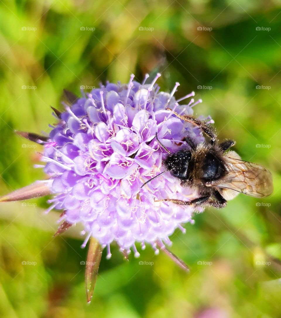 Fly on a purple flower