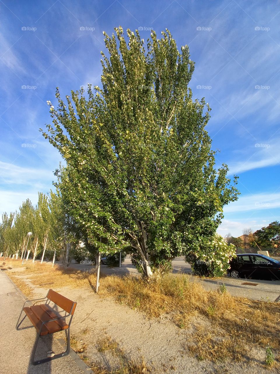 Silver-Leaves Poplar Tree