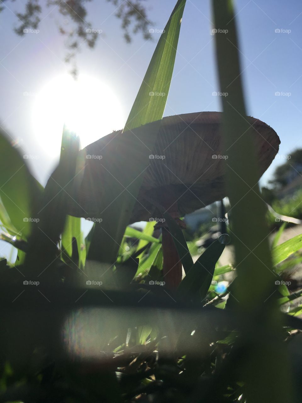 Mushrooms in the green grass in Florida 