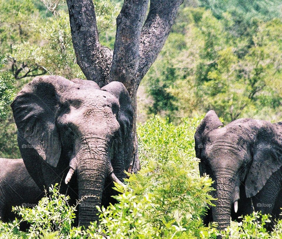 Elephants from the Kruger Park. South Africa.