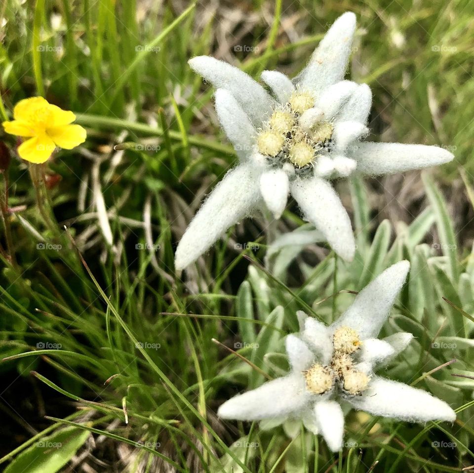 Edelweiss in Mountain 🤩