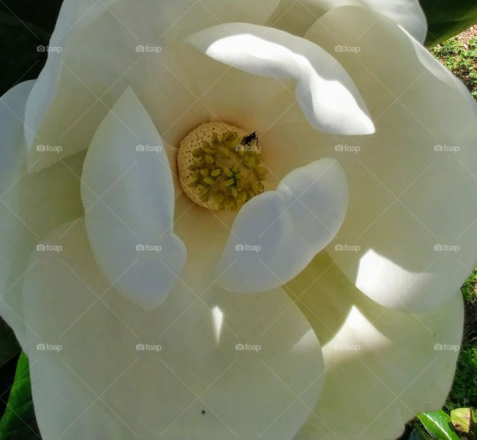 Magnolia bloom