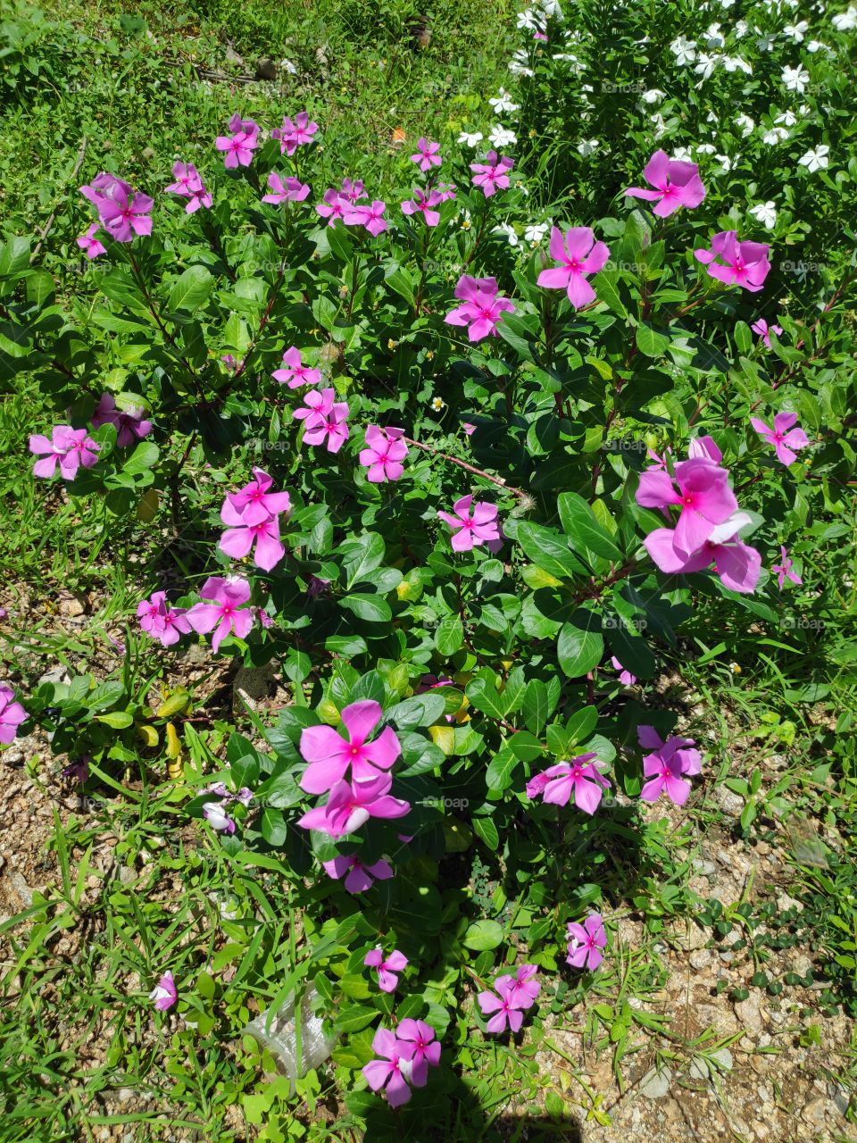 a image of pink flowers