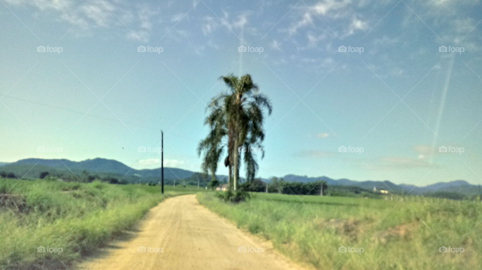 CAMPO ARROZEIRAS PALMEIRAS CÉU AZUL