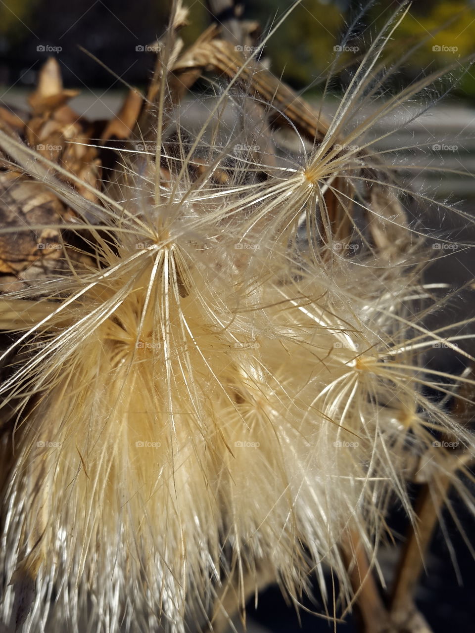 The escaping seeds of the thistles in all their glory