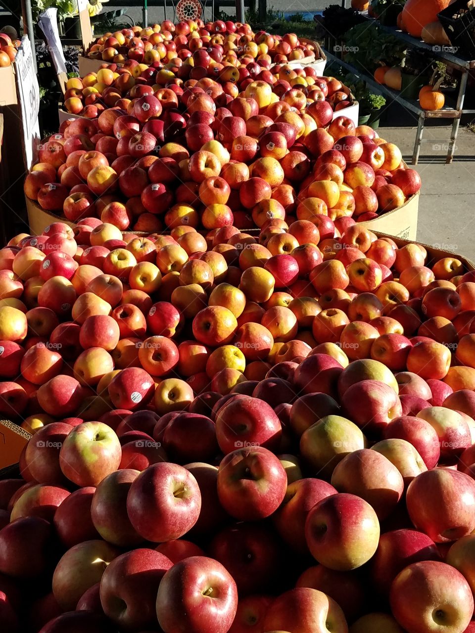 Barrels of red apples.