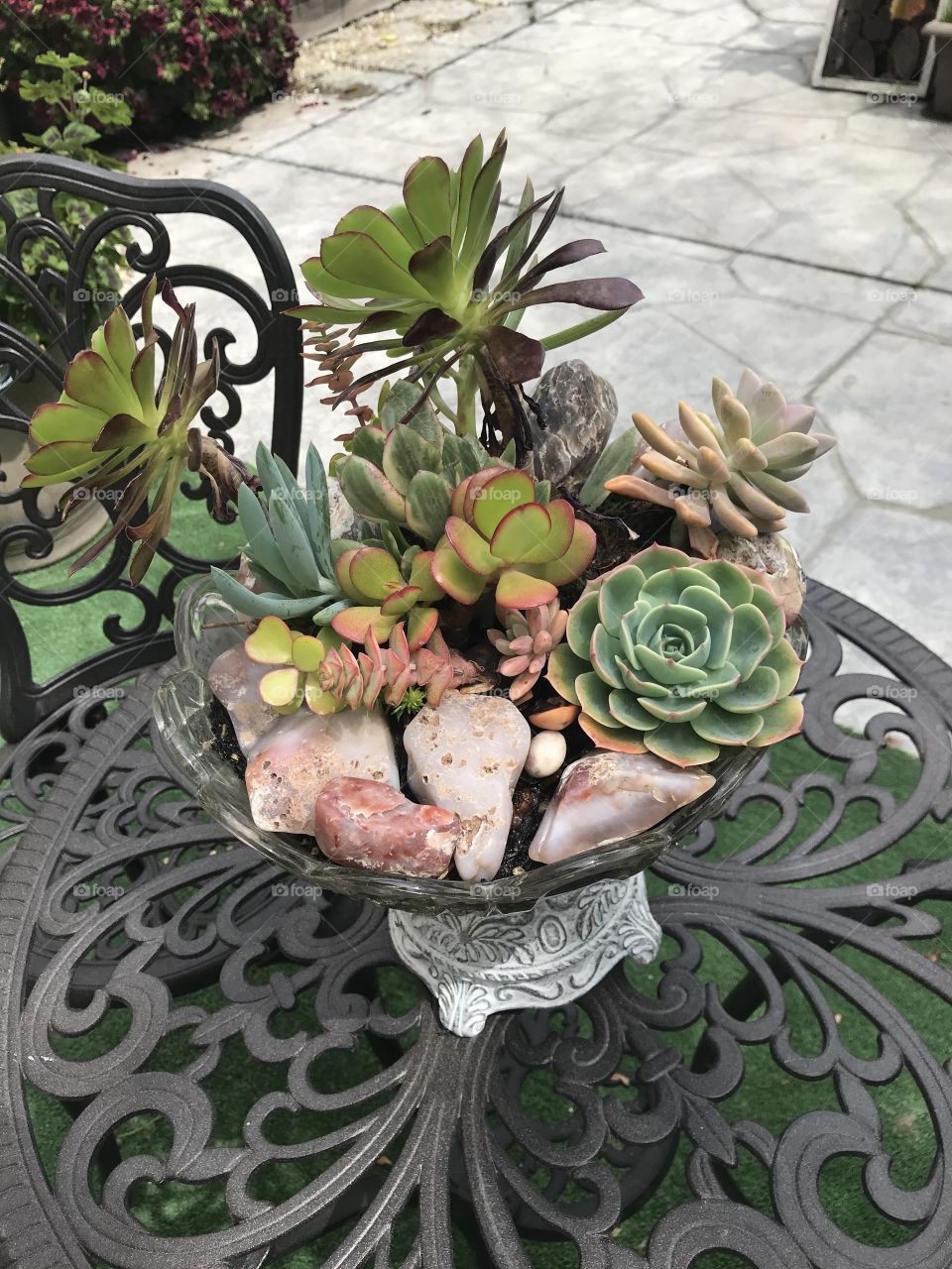 Succulents and stones in bowl 