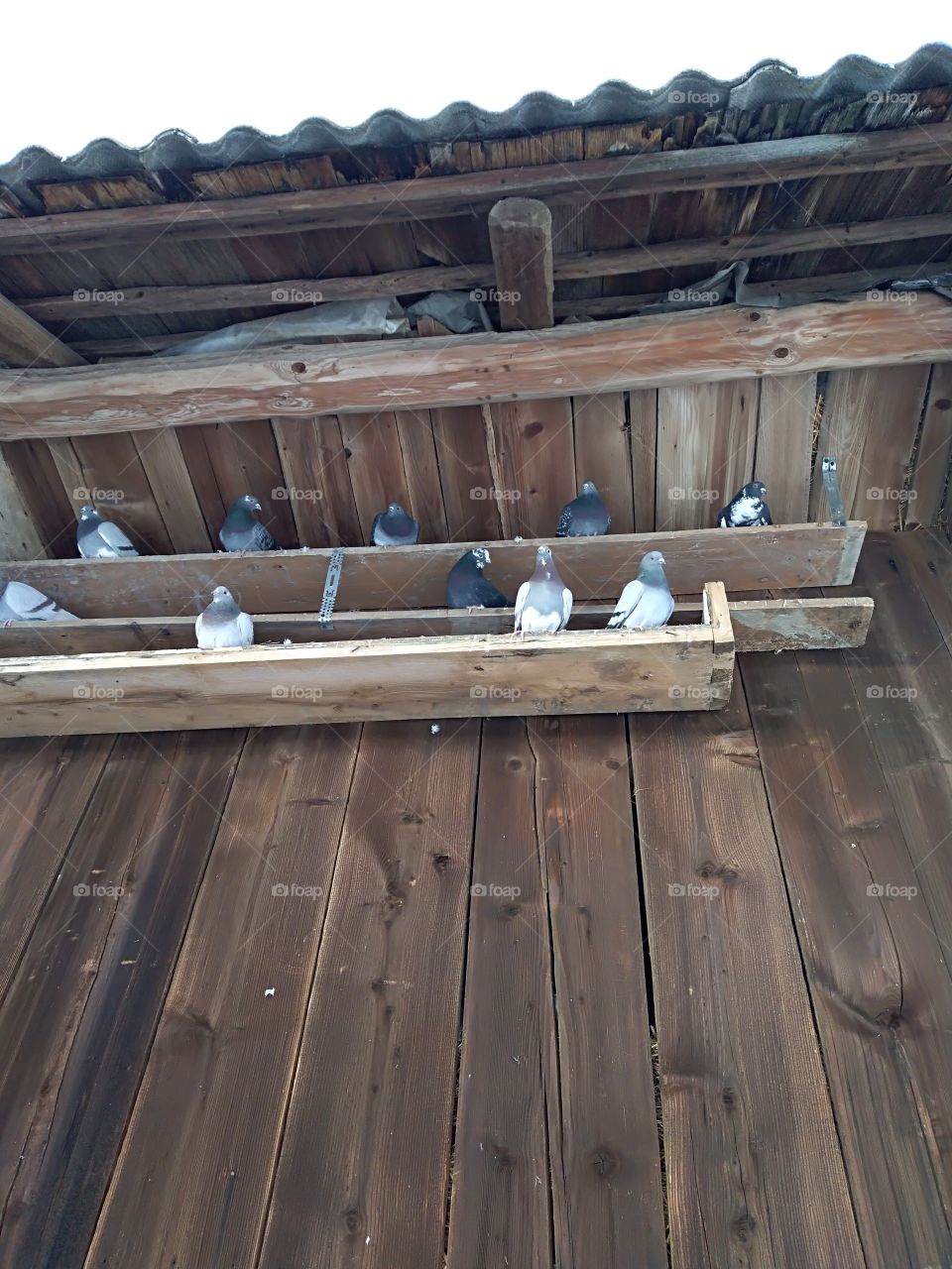 Scared and frozen pigeons