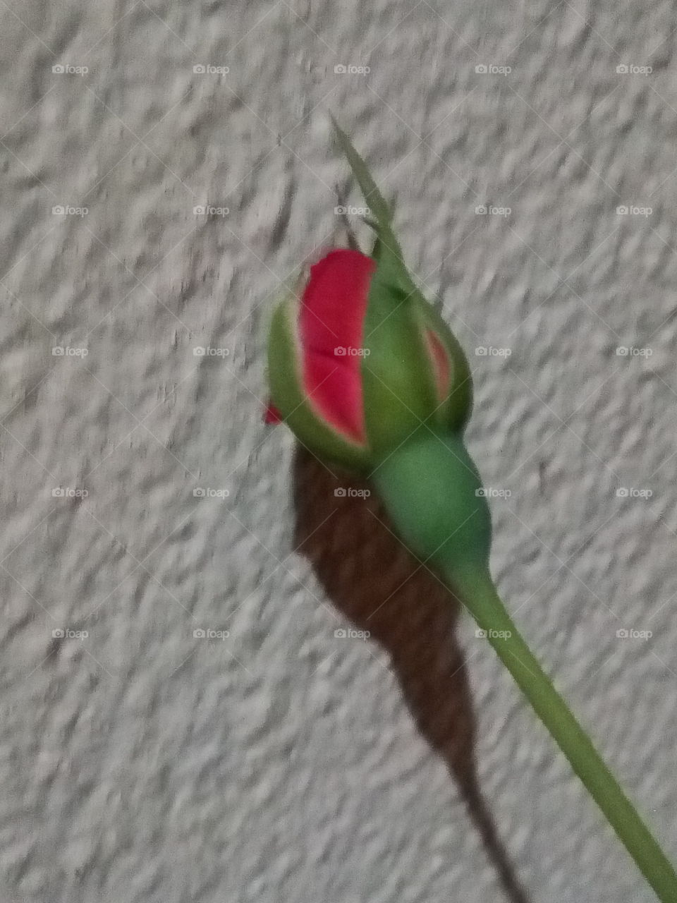 rose bud emerging