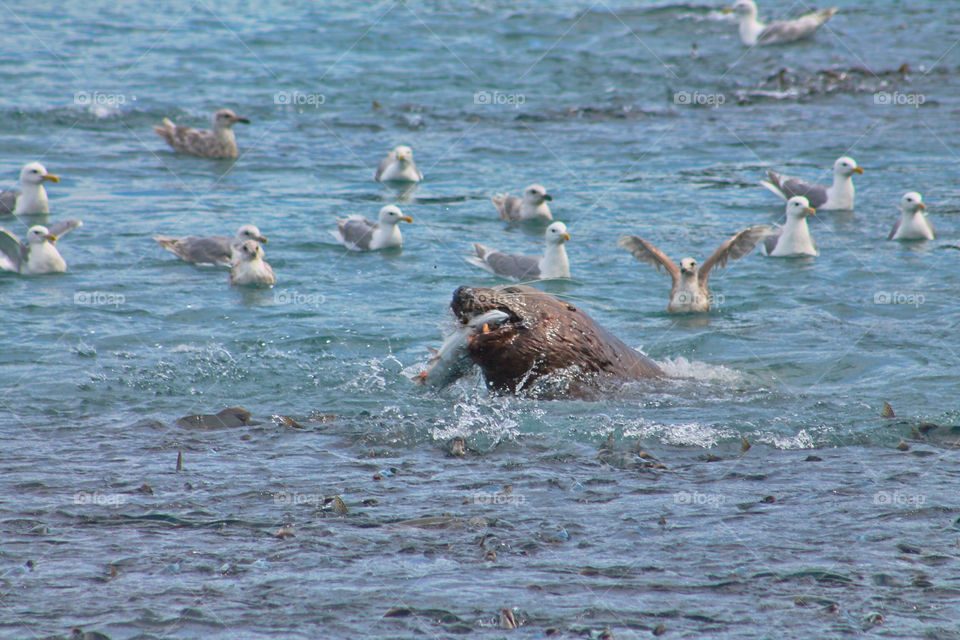 Sea lion enjoying lunch