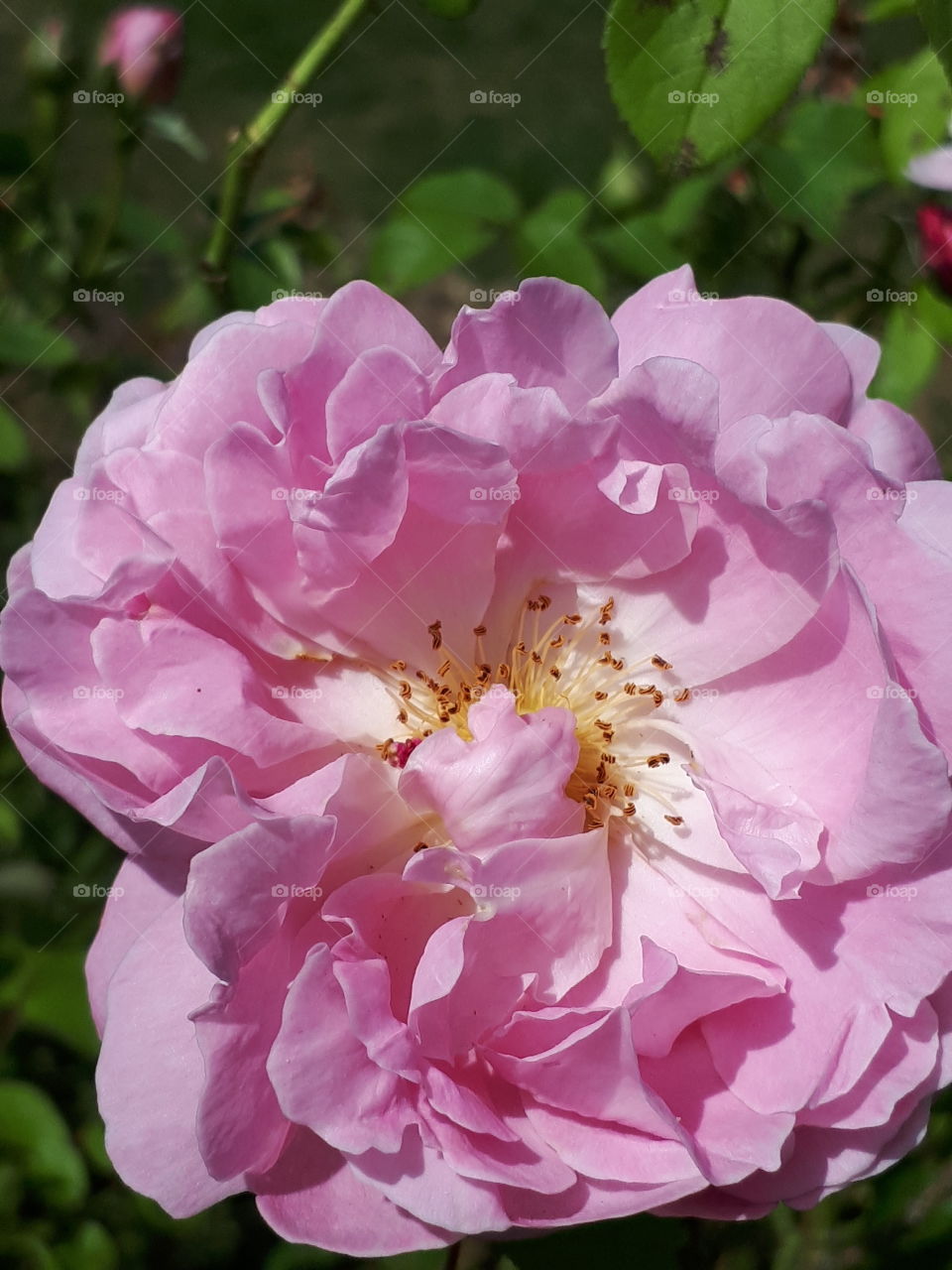 Pink Rose Flower