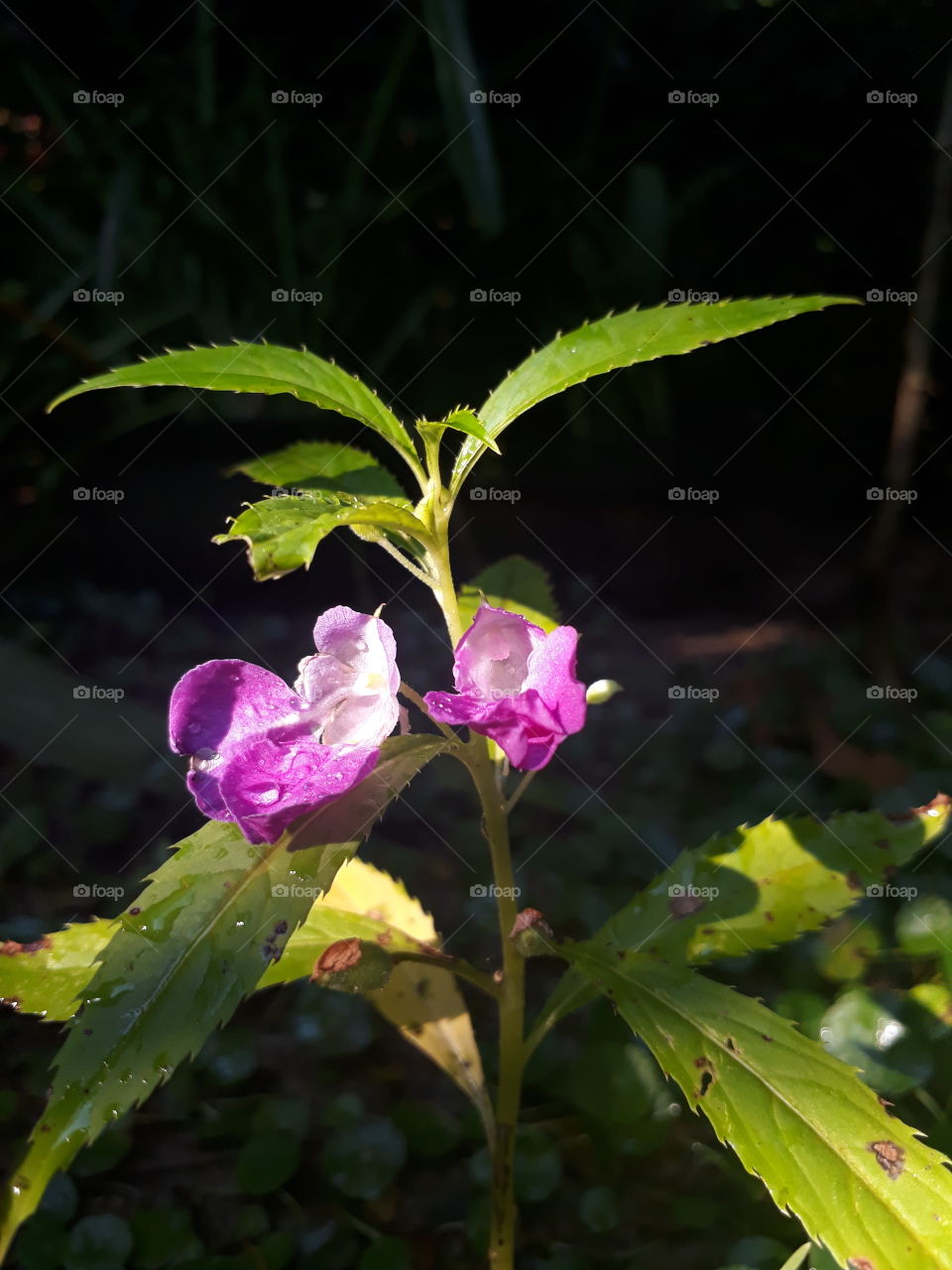 fresh purple flower