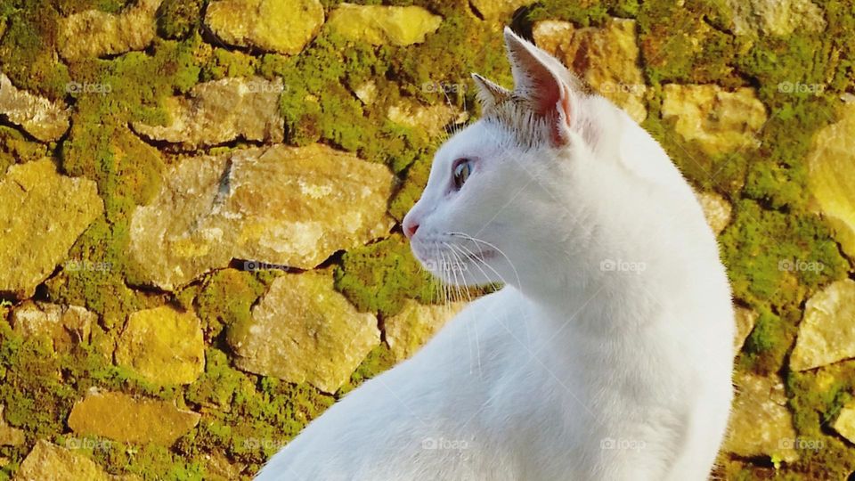 Cat look over her shoulder with wall stones background...