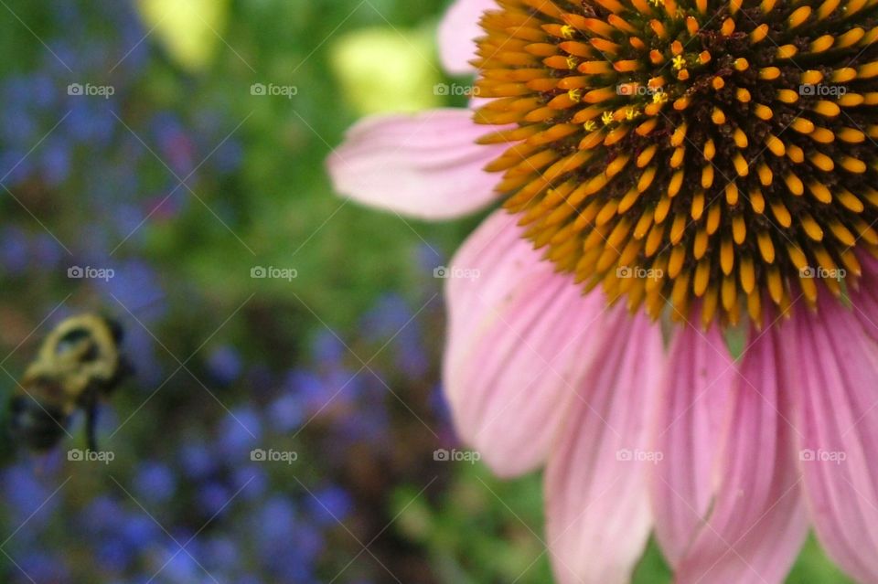 a new aproaching a flower close-up