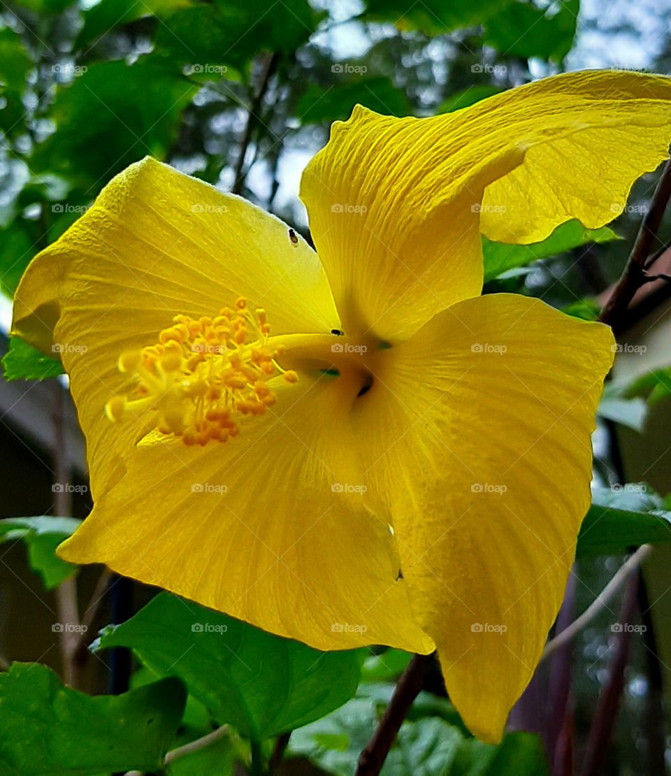 Hibiscus blooms in the warm days of autumn