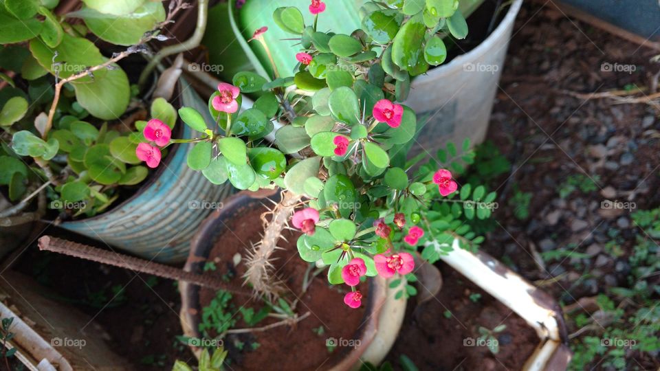 Singelas flores, folhas e espinhos.