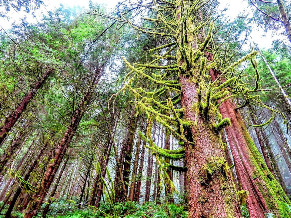 Lush Green Forest "Sky High Love"