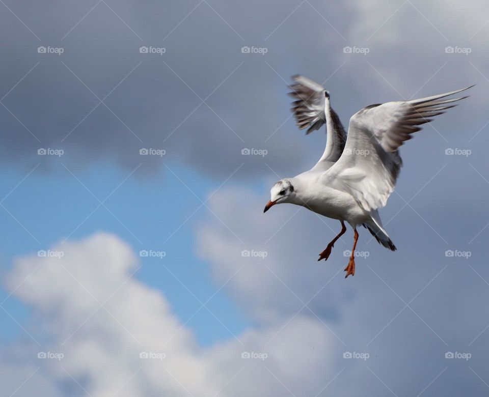 seagull