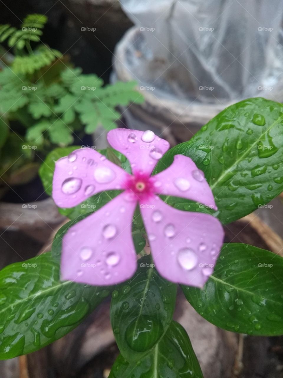 rain drops on 🌺