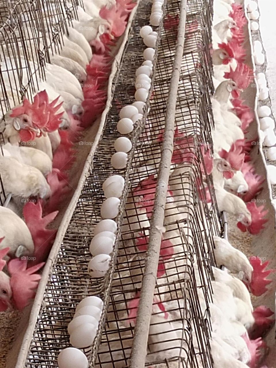 poultry layer birds