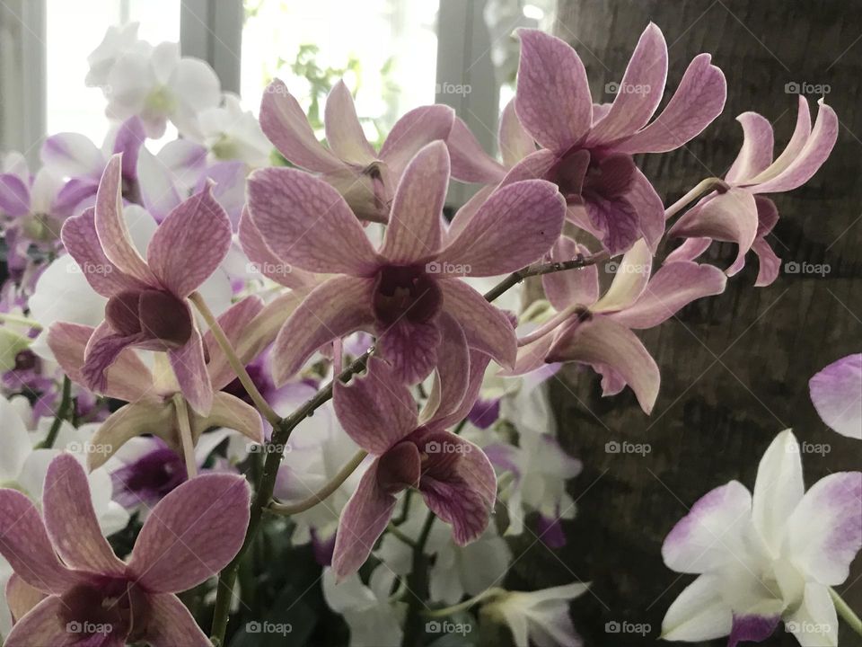 Orchid 1
