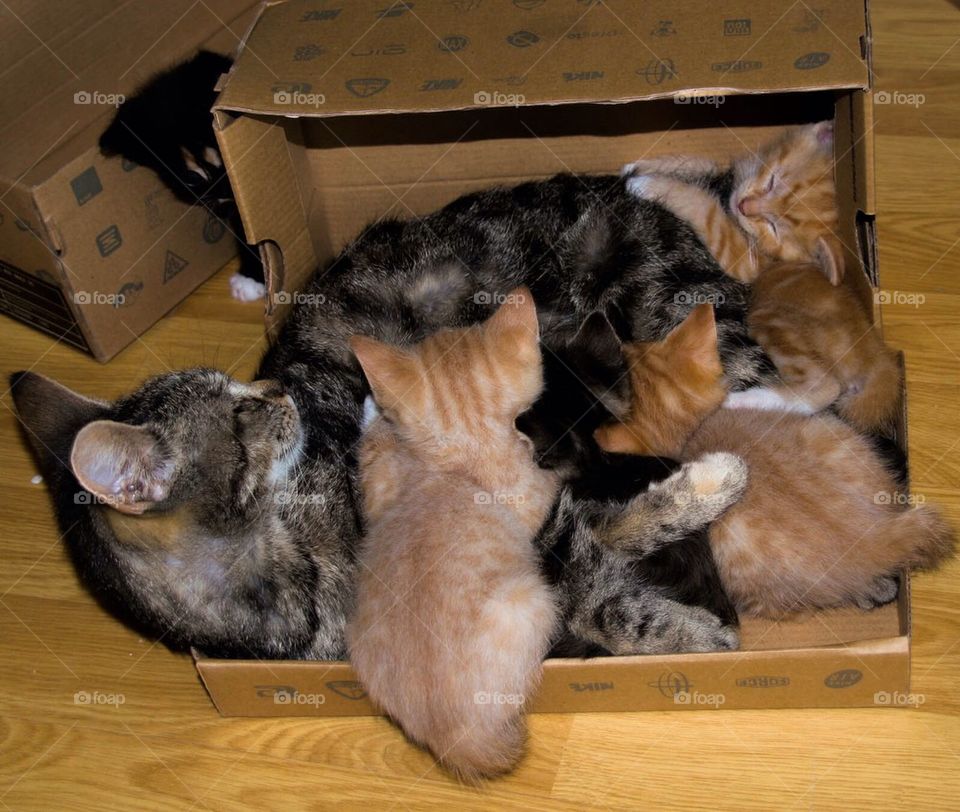 Cats in a box