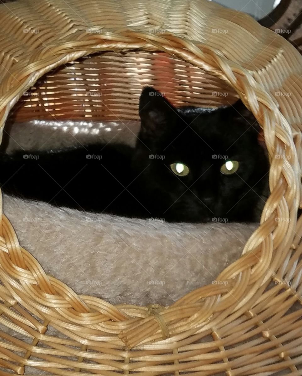Cat in wicker bed, close up eyes!