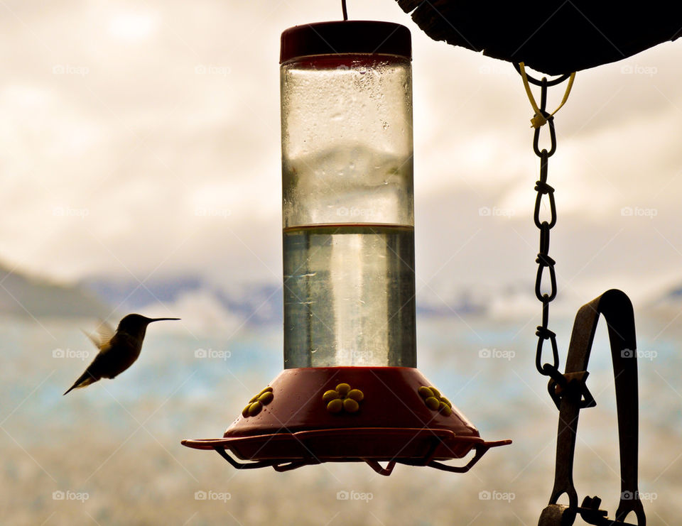 bird feeder hummingbird alaska by refocusphoto