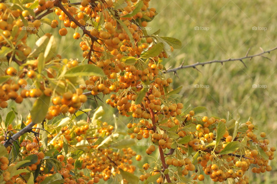 berries