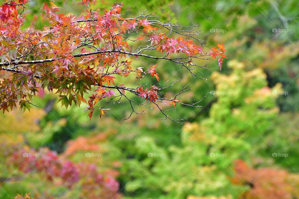 Fall foliage