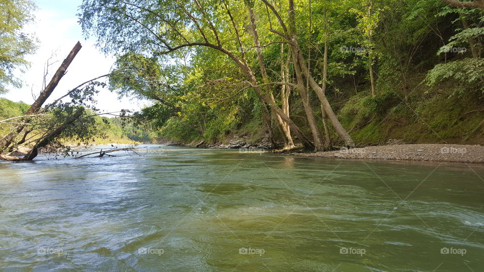 river with trees
