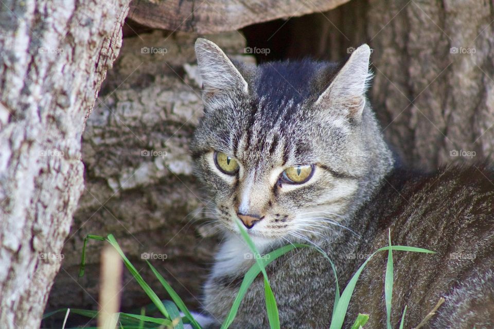 Cats of the USA!