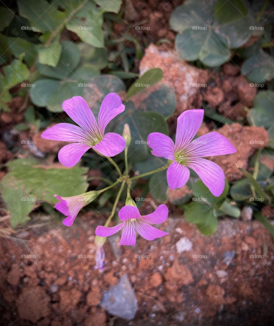 🌹 🇺🇸 Very beautiful flowers to brighten our day.  Live nature and its beauty. Did you like the delicate petals? / 🇧🇷 Flores muito bonitas para alegrar nosso dia. Viva a natureza e sua beleza. Gostaram das pétalas delicadas? 