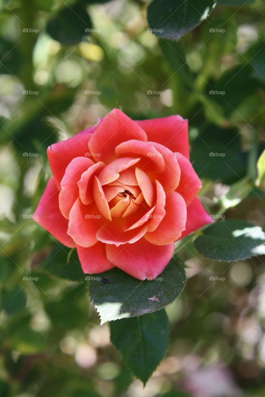 Closeup of blooming miniature pink red rose with a hint of yellow, orange and white petal edges. (May also be referred to as miniature rose mandarin)