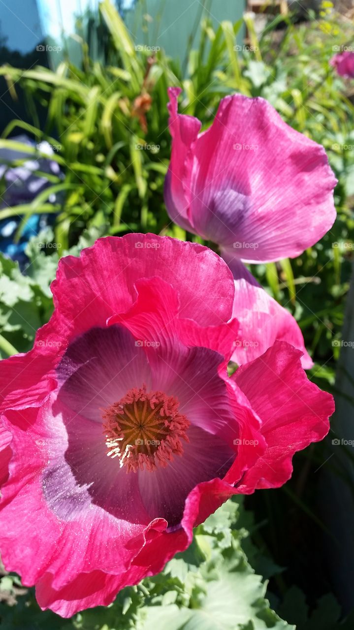 Magenta Poppy. Flowers in local public garden