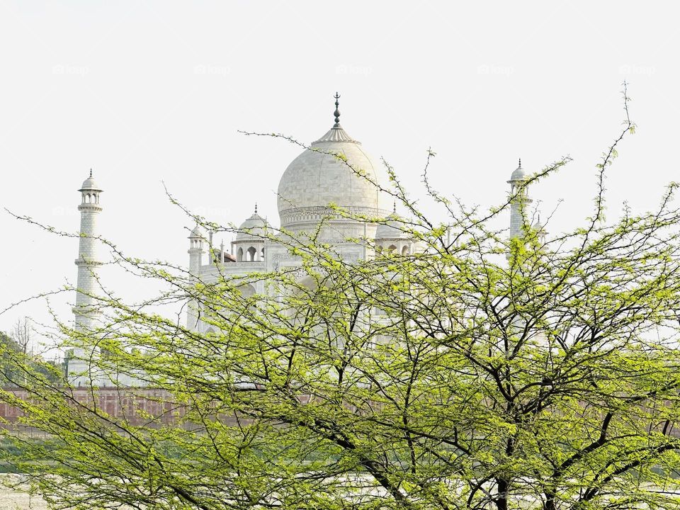 A tree of green in the beginning of the spring in India