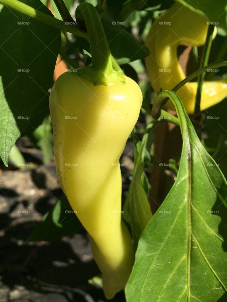 yellow pepper in the garden 
