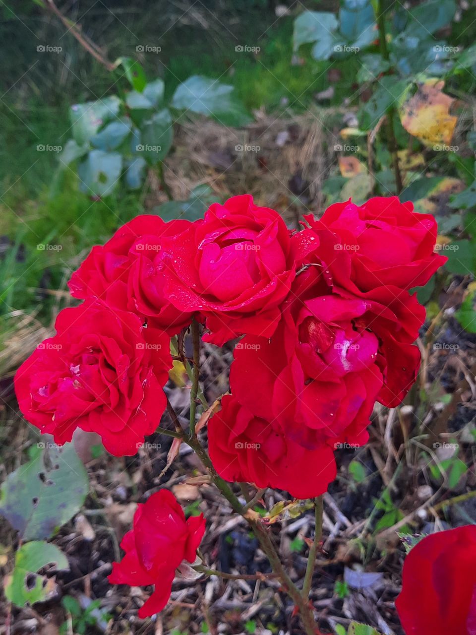 portrait of red rose in autumn