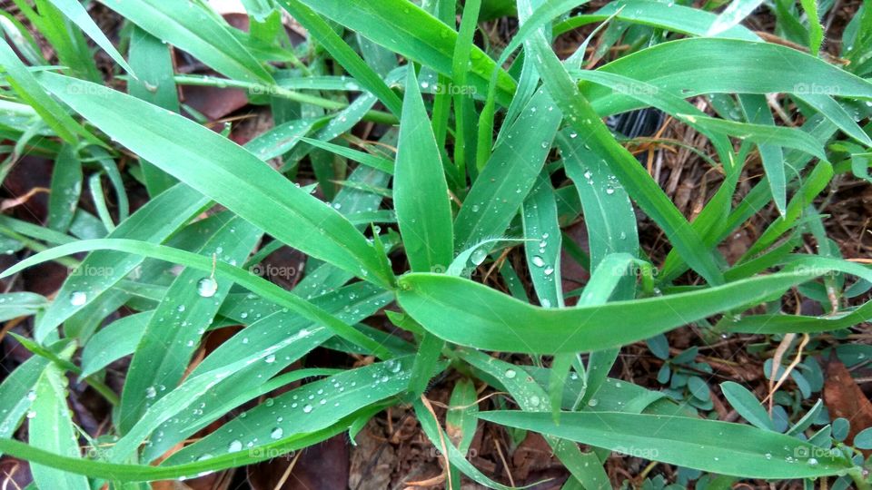 green grass with rainy