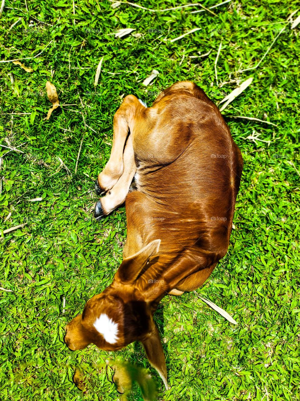 This calf is ours. I took photos of this calf. Calf survival is very beautiful. There is a white spot on the forehead. So the animal looks very beautiful.