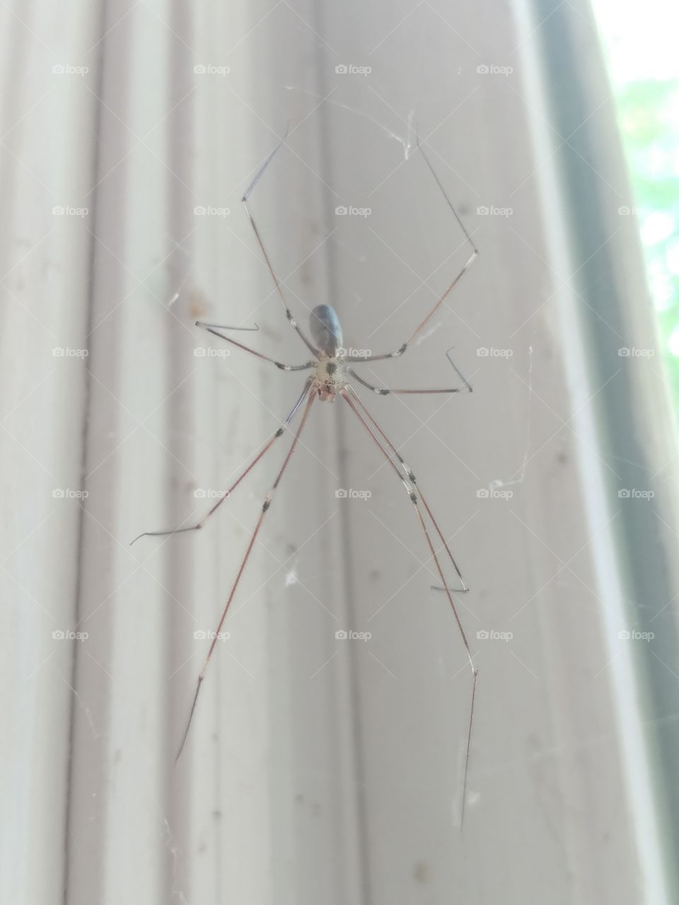 A female Pholcus phalangioides (Long-bodied cellar spider; Daddy Long-legs) sitting in her web awaiting her prey.