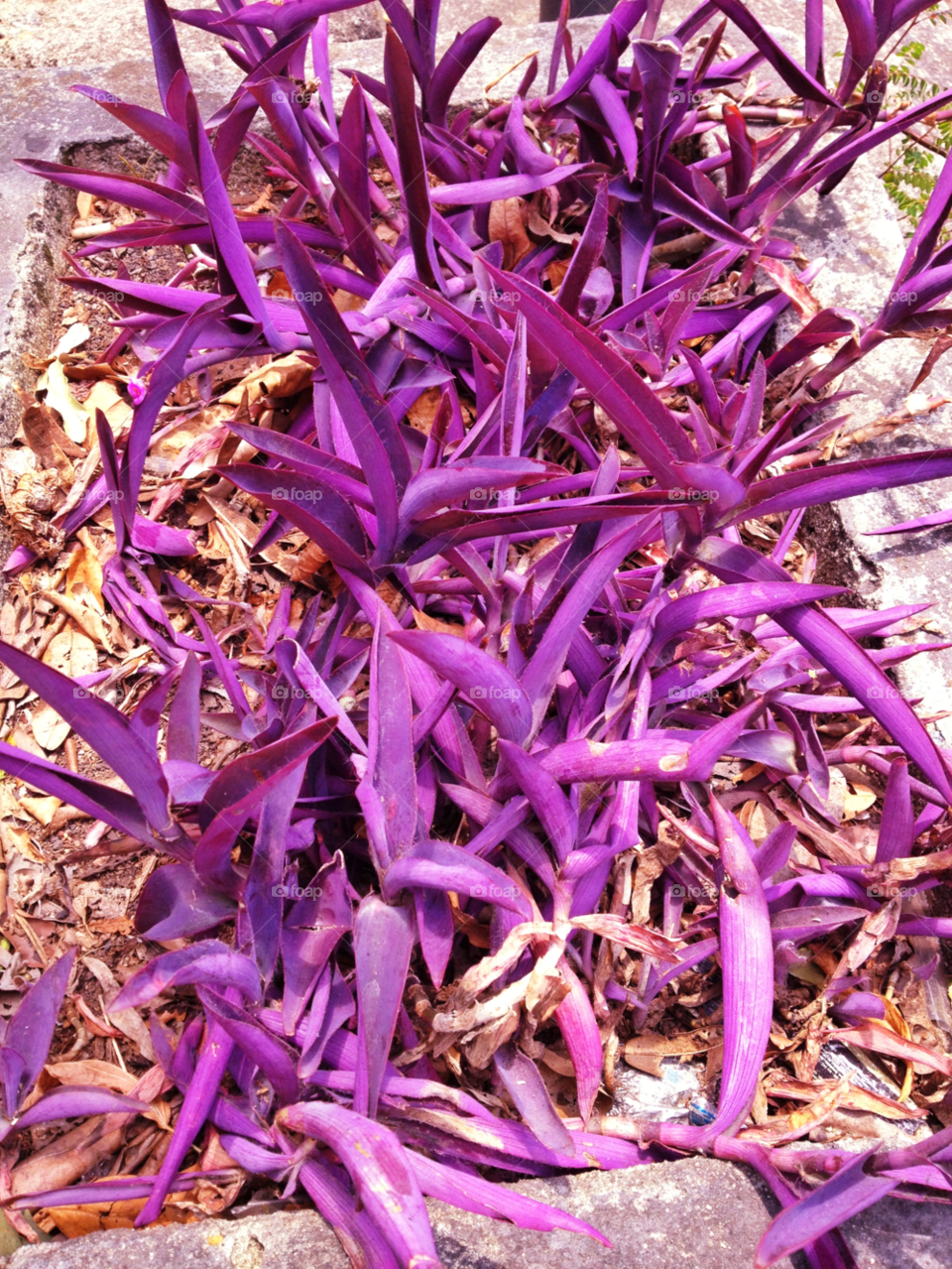 rio flower purple by doras