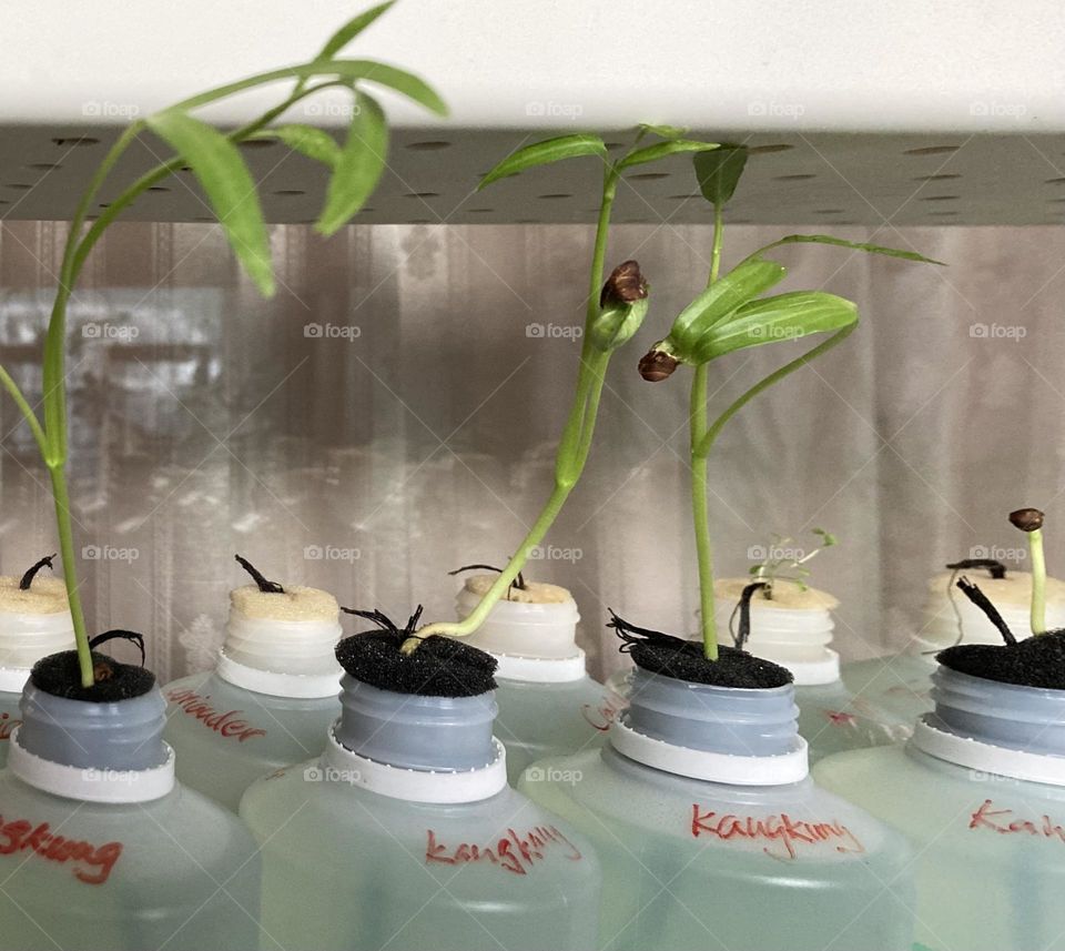 Growing vegetables (kangkung/water spinach) hydroponically in recycled plastic bottles