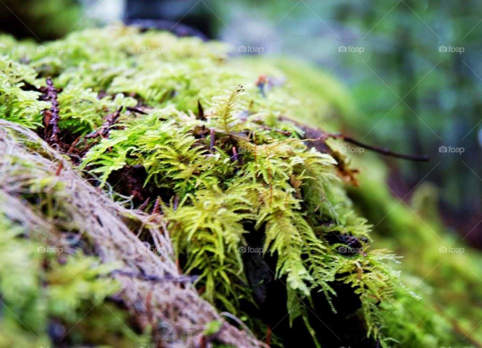 Close up in a mossy forest