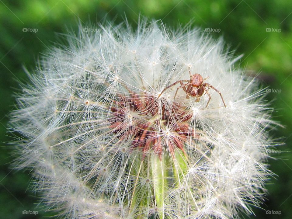 Spider dandelion 