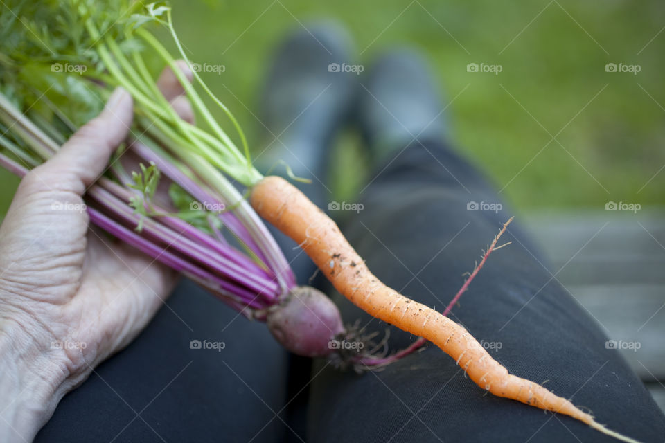 Harvest carrot, beetroot holding in my knee