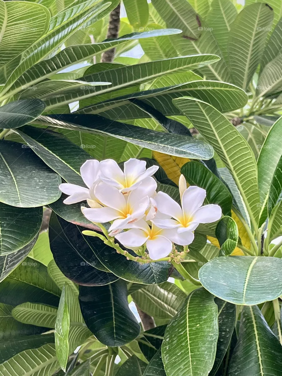 White flowers 