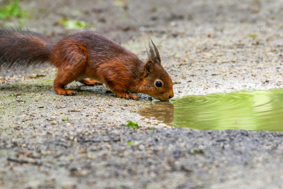 Red squirrel drinking water